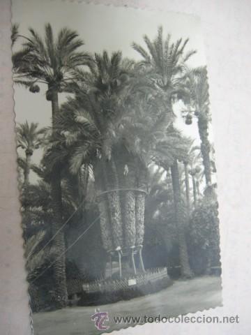 Postkarten: ANTIGUA POSTAL DEL HUERTO DEL CURA ELCHE, PALMERA IMPERIAL. TROQUELADA SIN CIRCULAR