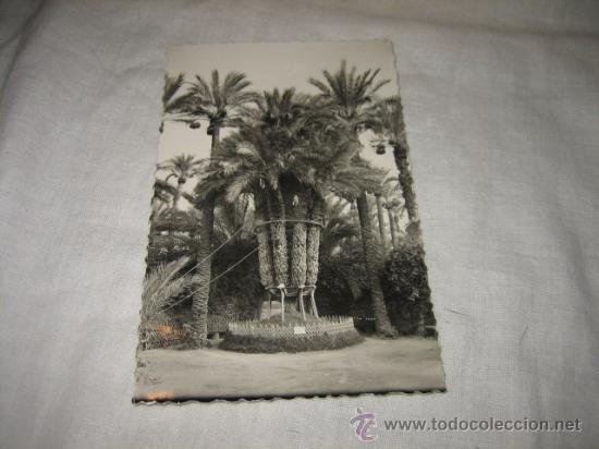 Postkarten: 17.-ELCHE.-HUERTO DEL CURA .PALMERA IMPERIAL  EDICIONES GABARRELLA