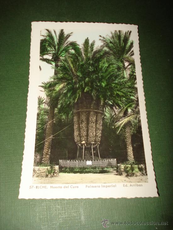 Postkarten: Tarjeta Postal de ELCHE . Huerto del Cura . Palmera Imperial .Edit. Arribas.