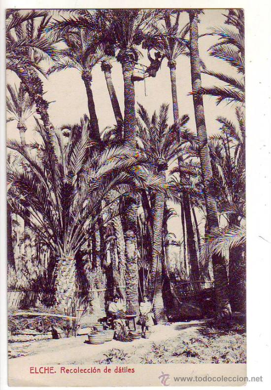 Postales: elche - recoleccion de datiles. - Foto 1