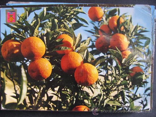 Postales: VALENCIA TIPICA,NARANJAS. - Foto 1