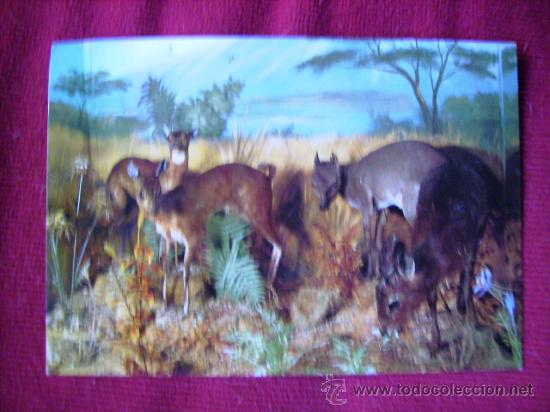 Postales: PATERNA,VALENCIA.LA SALLE,MUSEO ANTILOPES.JDP N&ordm; 10
