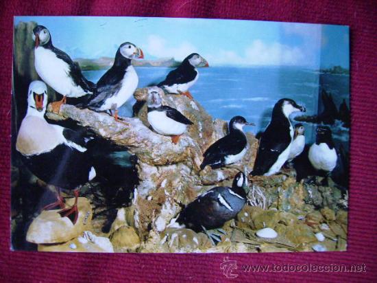 Postales: PATERNA,VALENCIA.LA SALLE MUSEO,AVES ACUATICAS.JDP N&ordm;&ordm; 9