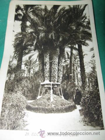 Postais: ANTIGUA  POSTAL DE ELCHE, PALMERA DEL CURO , 28. SIN CIRCULAR