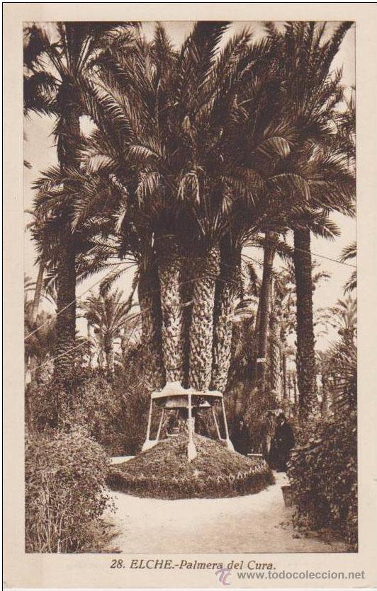 Postales: ELCHE. PALMERA DEL CURA - Foto 1