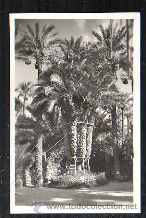 Postais: TARJETA POSTAL DE ELCHE - HUERTO DEL CURA. PALMERA IMPERIAL. 17. GARCIA GARRABELLA