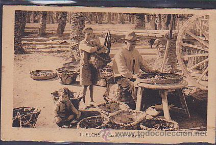 Postales: POSTAL ELCHE ESCOGIENDO DATILES - Foto 1