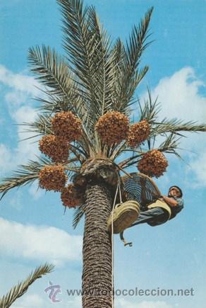 Elche Recogida Del Fruto Palmera Y Datiles Buy Postcards From The Valencian Community At Todocoleccion 45878857