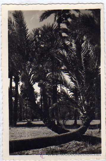 Postales: Elche 15 Palmeras Romeo y Julieta. Circulada matasello curioso de Tasa.
