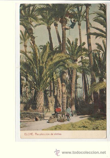 Postkarten: ELCHE (ALICANTE).- RECOLECI&Oacute;N DE D&Aacute;TILES