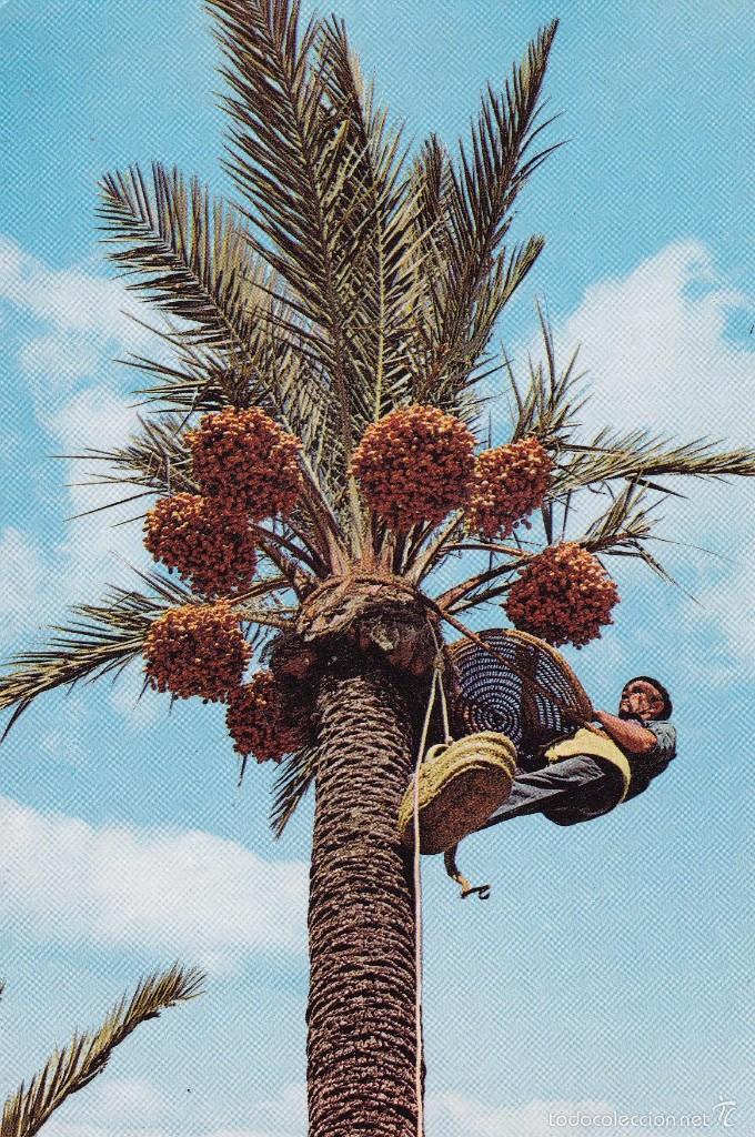 Postales: Elche recogida de fruto sin circular - Foto 1