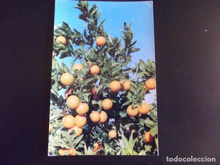 Cartes Postales: VALENCIA-V44- NO ESCRITA-ESPA&Ntilde;A-NARANJAS-N&ordm;1089-DL B-2013-1963