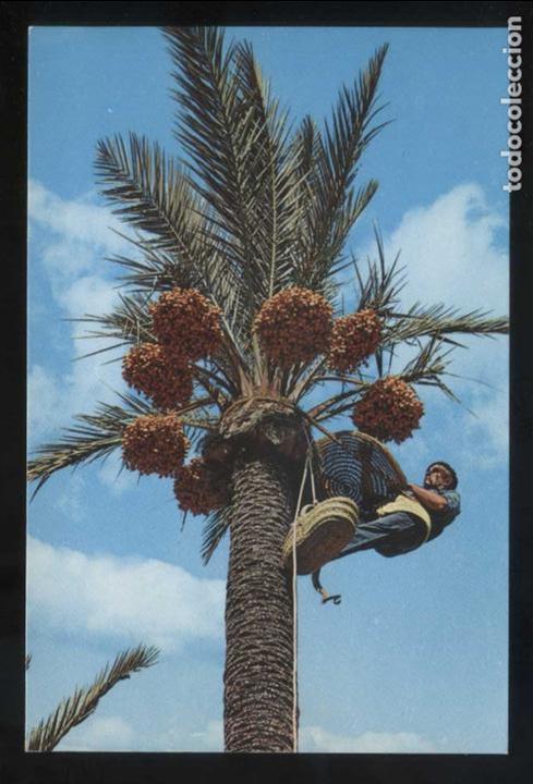 Postkarten: Alicante. Elx. *Recogida del fruto*  Imp. A. G. Cobas, S.A. Barna. n&ordm; 41. Nueva.