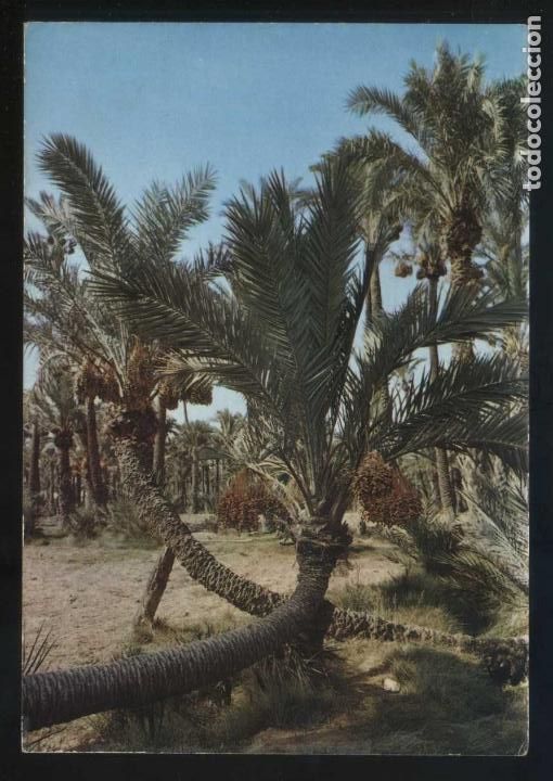 Postais: Alicante. Elx. Ed. Zerkowitz serie 33, n&ordm; 7. Nueva.