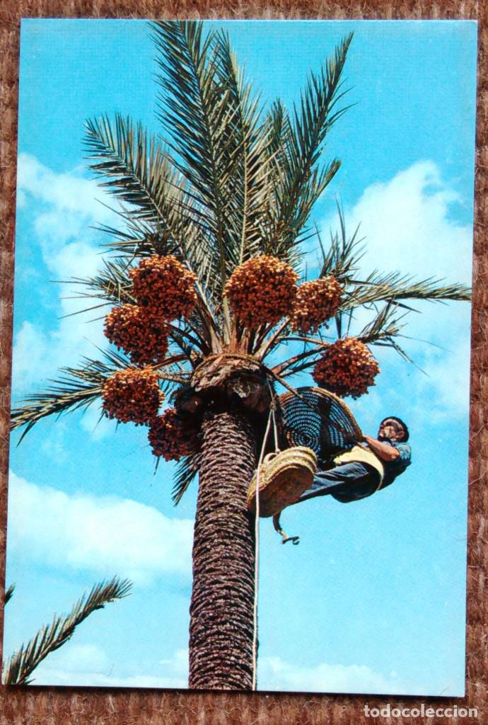 Postales: ELCHE - RECOGIDA DEL FRUTO - Foto 1