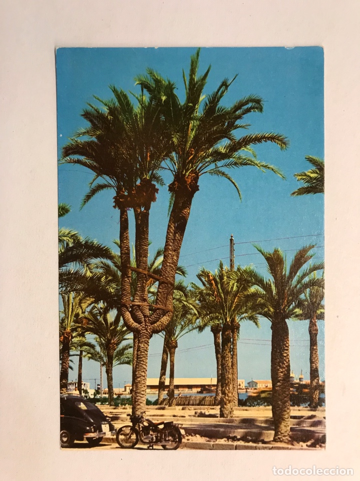 Postkarten: ALICANTE. Postal No.4120, Palmera de cinco brazos.. Edita: Ed. &Aacute;gata (h.1960?) Sin Circular