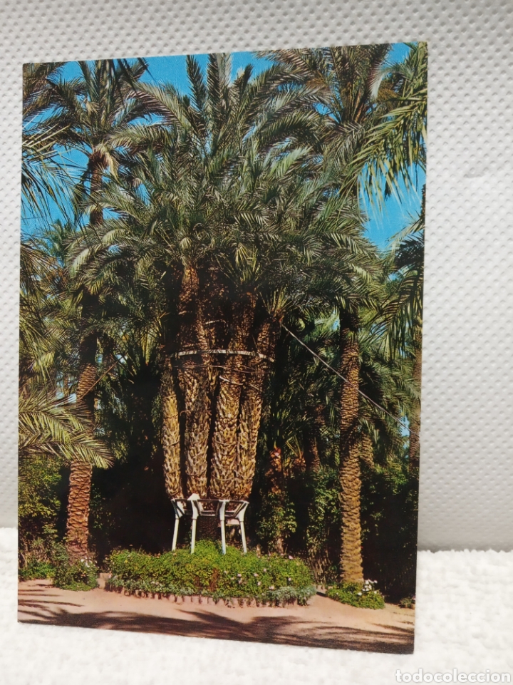 Postales: Elche - Foto 1