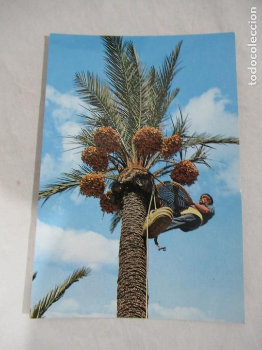 Postales: Elche - Recogida del Fruto - S/C - Foto 1