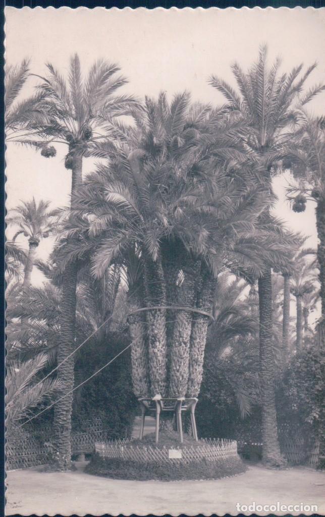 Postais: POSTAL ELCHE - HUERTO DEL CURA - LA PALMERA IMPERIAL DE LOS OCHO BRAZOS - GARRABELLA