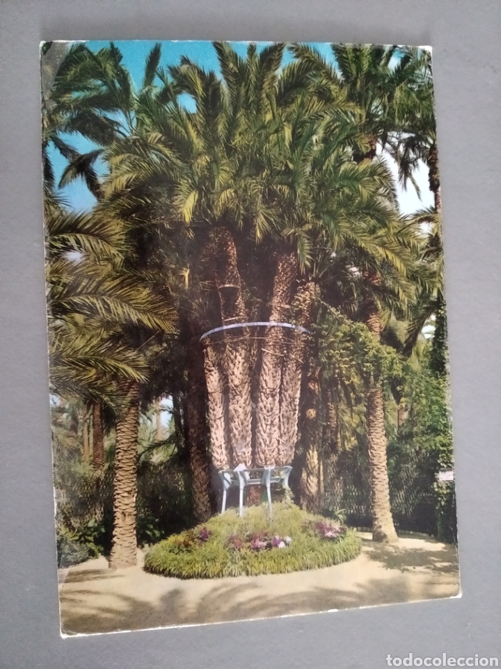 Cartoline: Postal 92 Elche Alicante huerto del cura palmera imperial de ocho brazos a&ntilde;o 1971