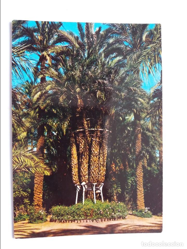 Postkarten: POSTAL - ELCHE - HUERTO DEL CURA - PALMERA IMPERIAL DE LOS OCHO BRAZOS