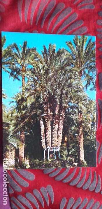 Postkarten: ALICANTE-V1-ELCHE-HUERTO DEL CURA-PALMERA IMPERIAL