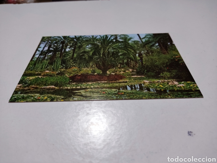 Postkarten: Postal Elche palmeras