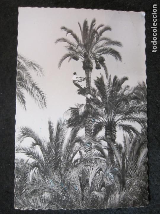 Postcards: ELCHE-HUERTO DEL CURA-GARCIA GARRABELLA-31-POSTAL ANTIGUA-(89.998)