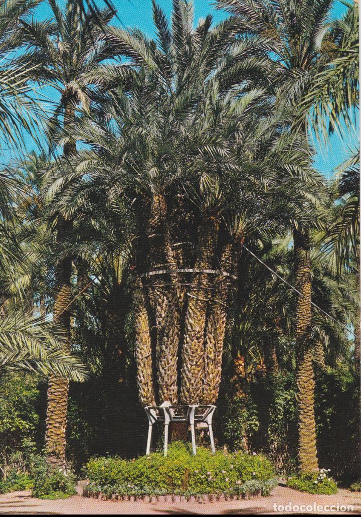 Postais: ELCHE, HUERTO DEL CURA, PALMERA IMPERIAL DE OCHO BRAZOS &ndash; GARCIA GARRABELLA N&ordm;8 &ndash; S/C