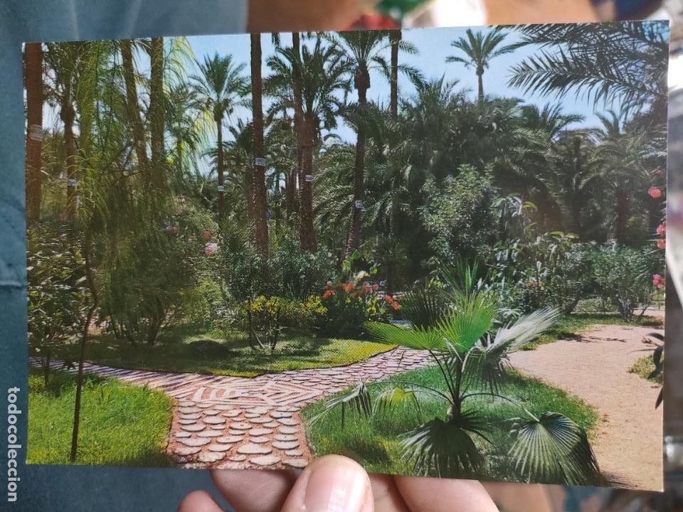 Cartoline: Postal ELCHE Huerto del Cura Detalle del Jard&iacute;n Tropical N 28 GARCIA GARRABELLA S/C