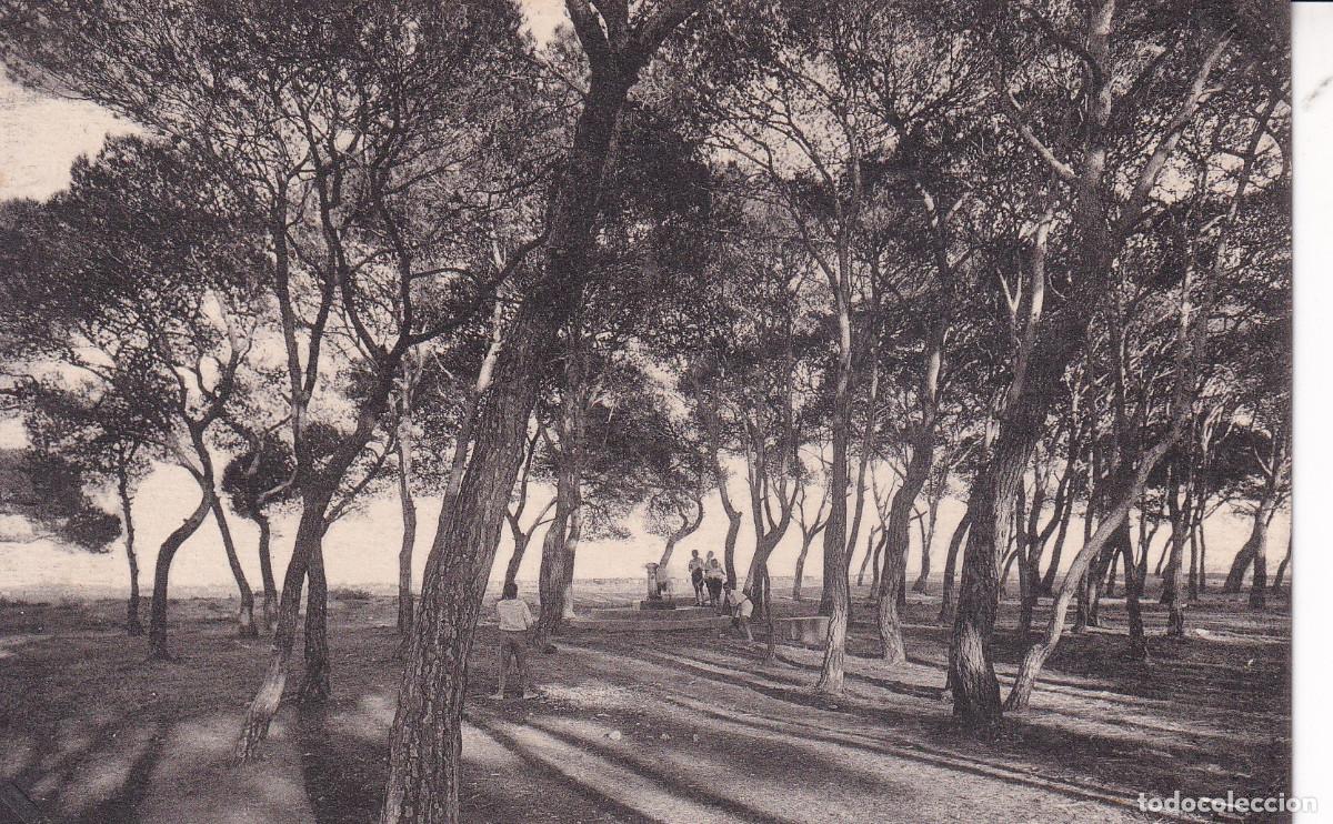 Postkarten: CASTELLON DE LA PLANA PINAR DEL GRAO