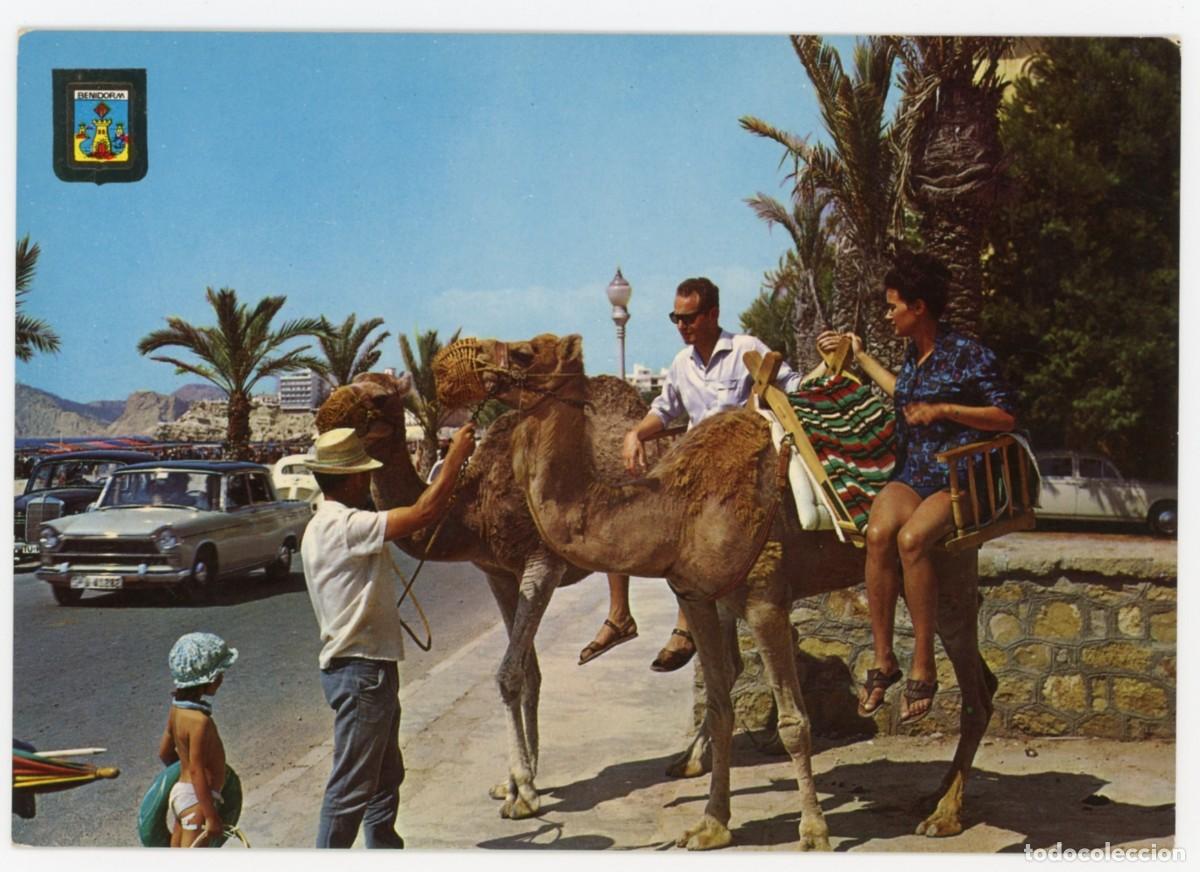 Cartes Postales: em02118 Benidorn Paseo Camellos 1965 Fisa N&ordm;41 circulada camello turistas seat 1500