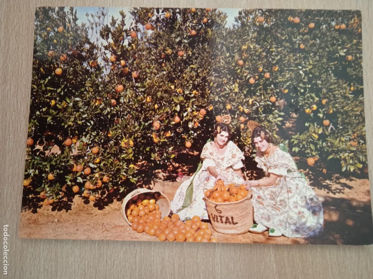 Cartoline: RECOLECCION DE LA NARANJA -- EDIC. ARRIBAS, ZGZ N&ordm; 2053.