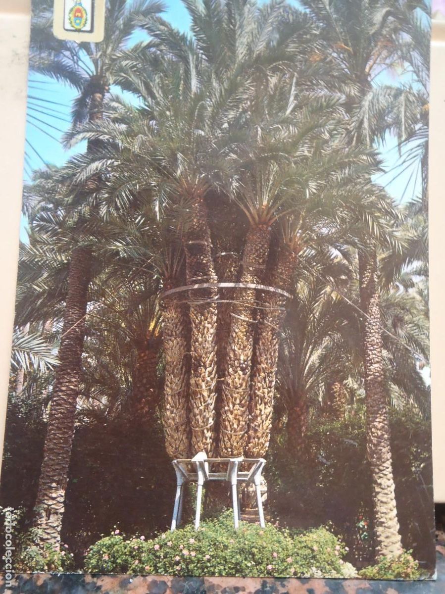 Postales: ELCHE - PALMERA IMPERIAL - Foto 1