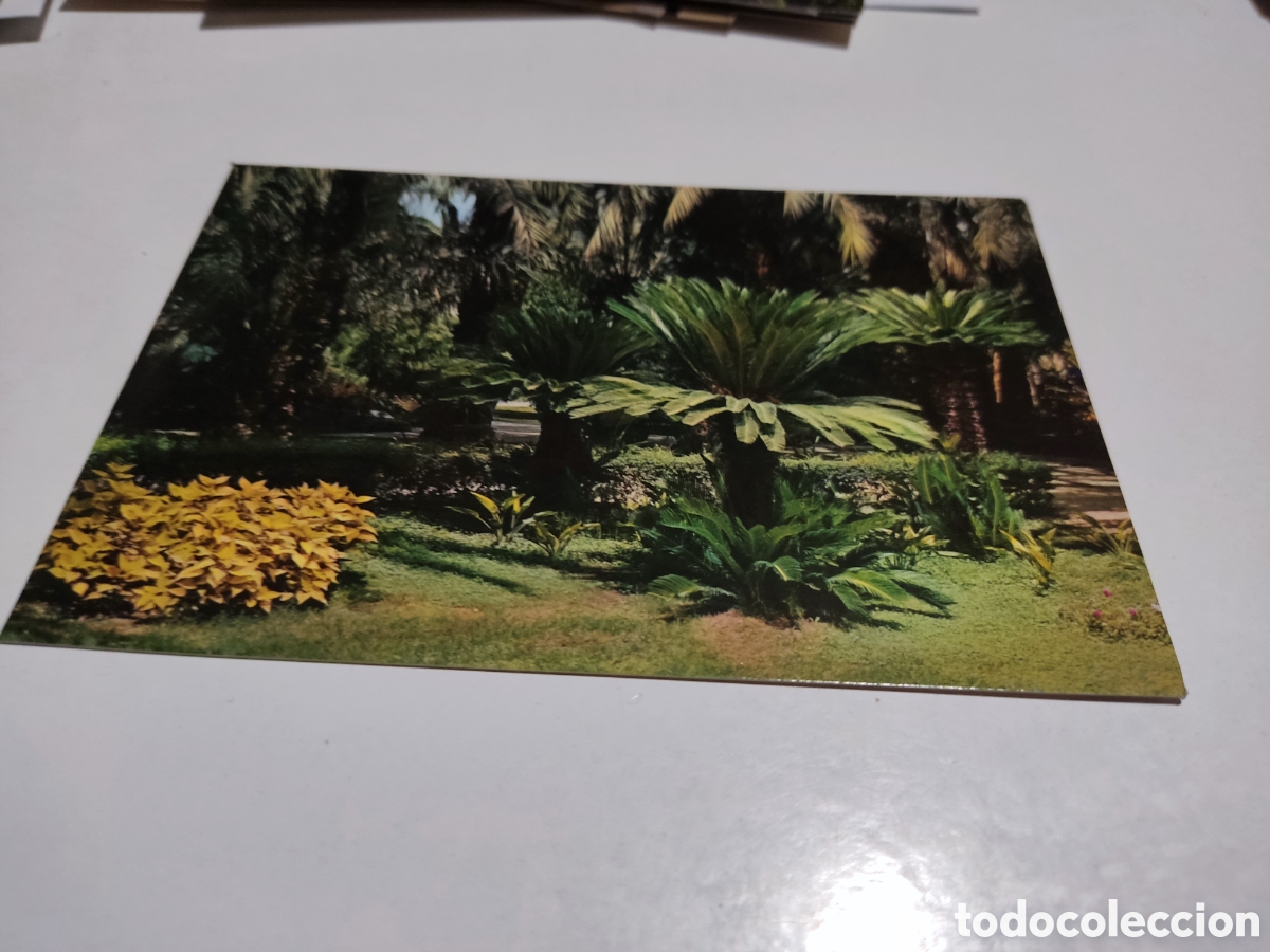 Postais: Postal Elche palmeras