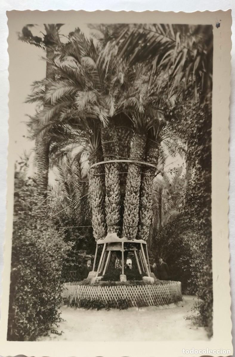 Postales: ELCHE PALMERA IMPERIALL - Foto 1
