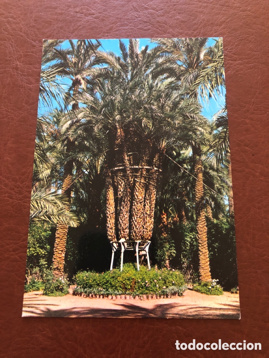 Postais: TARJETA POSTAL N&ordm; 8 ELCHE , HUERTO DEL CURA , PALMERA IMPERIAL DE LOS 8 BRAZOS. SIN CIRCULAR ASM