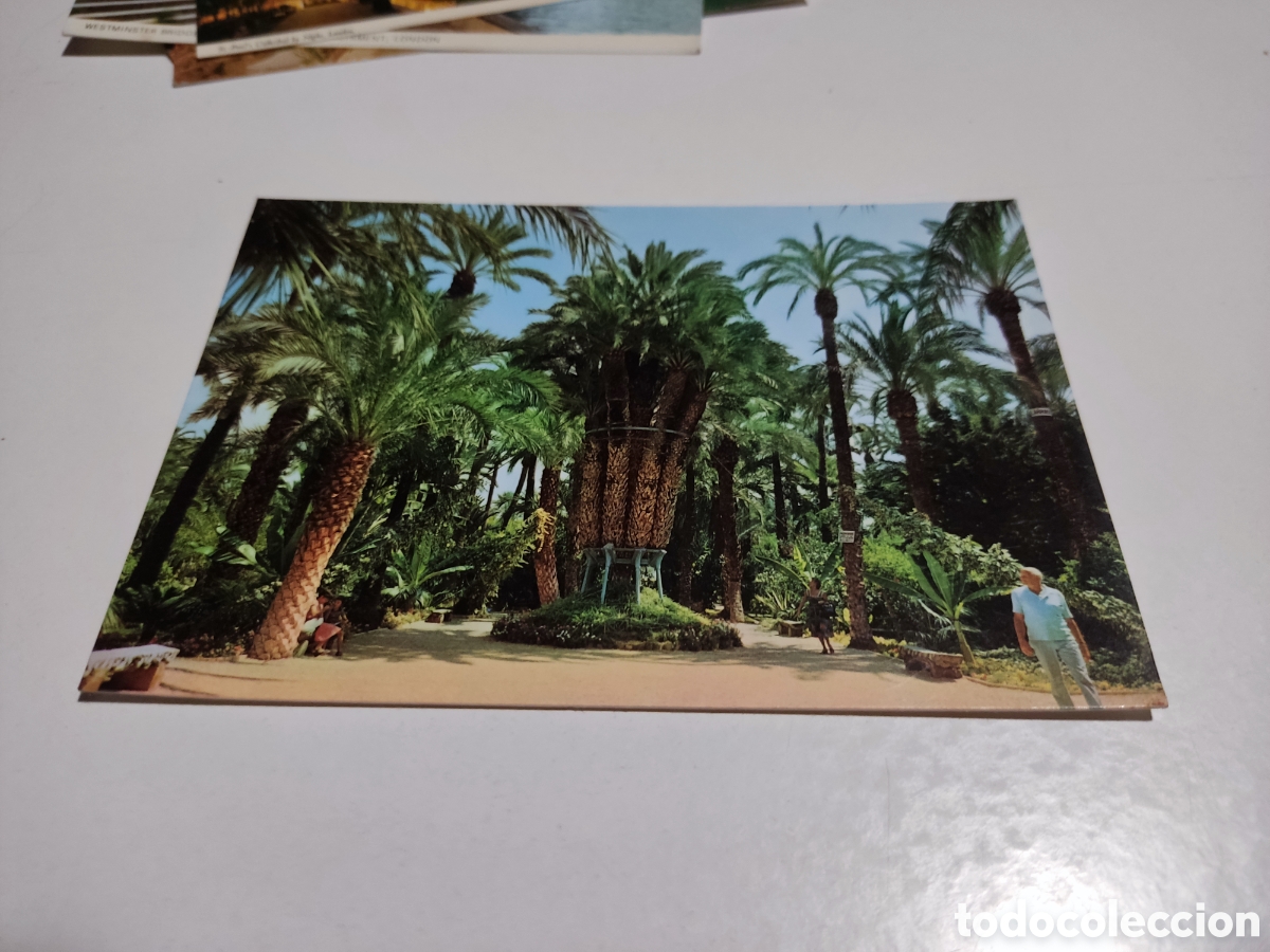 Postales: Postal Elche palmeras - Foto 1