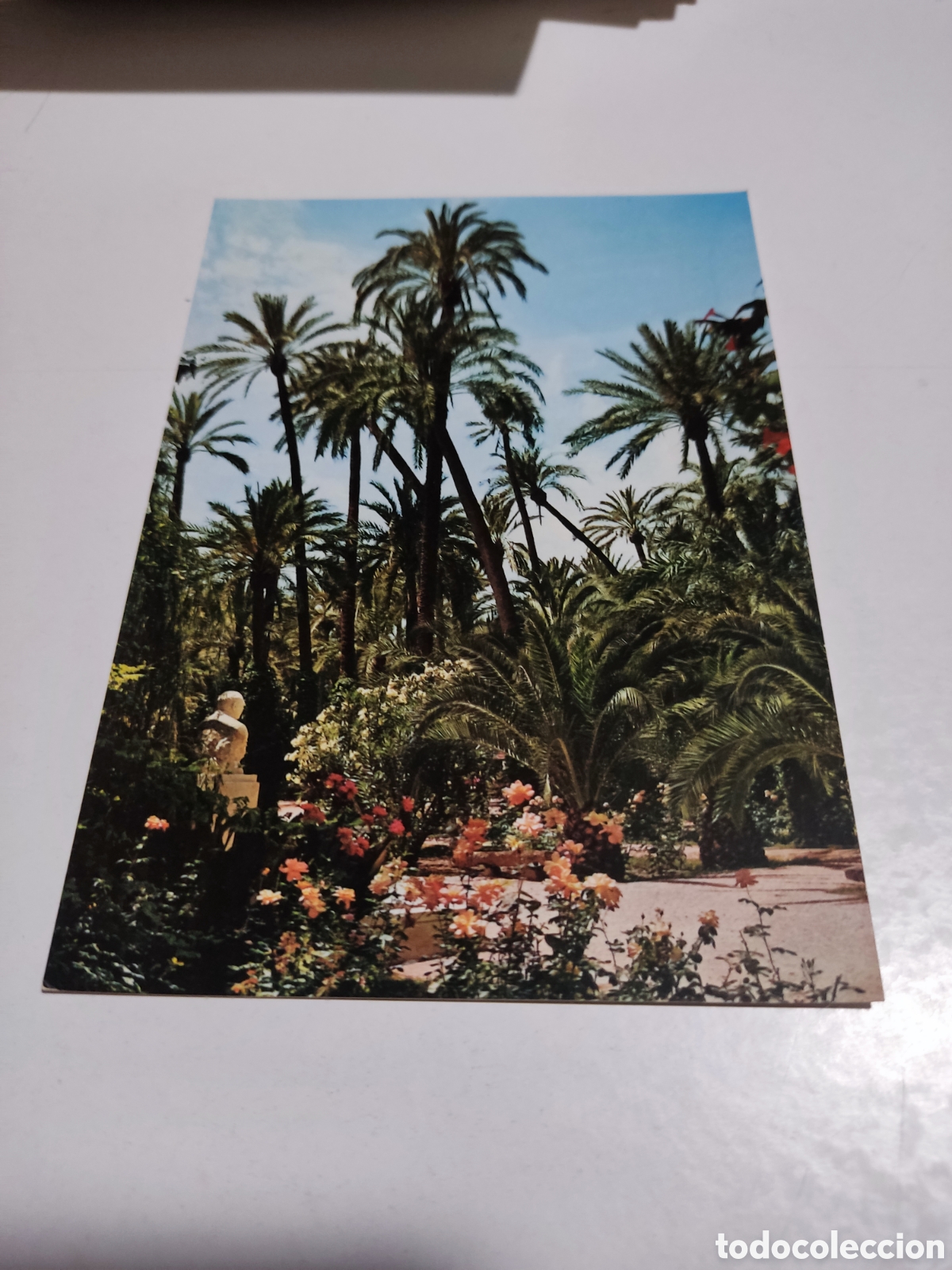 Postales: Postal Elche palmeras - Foto 1