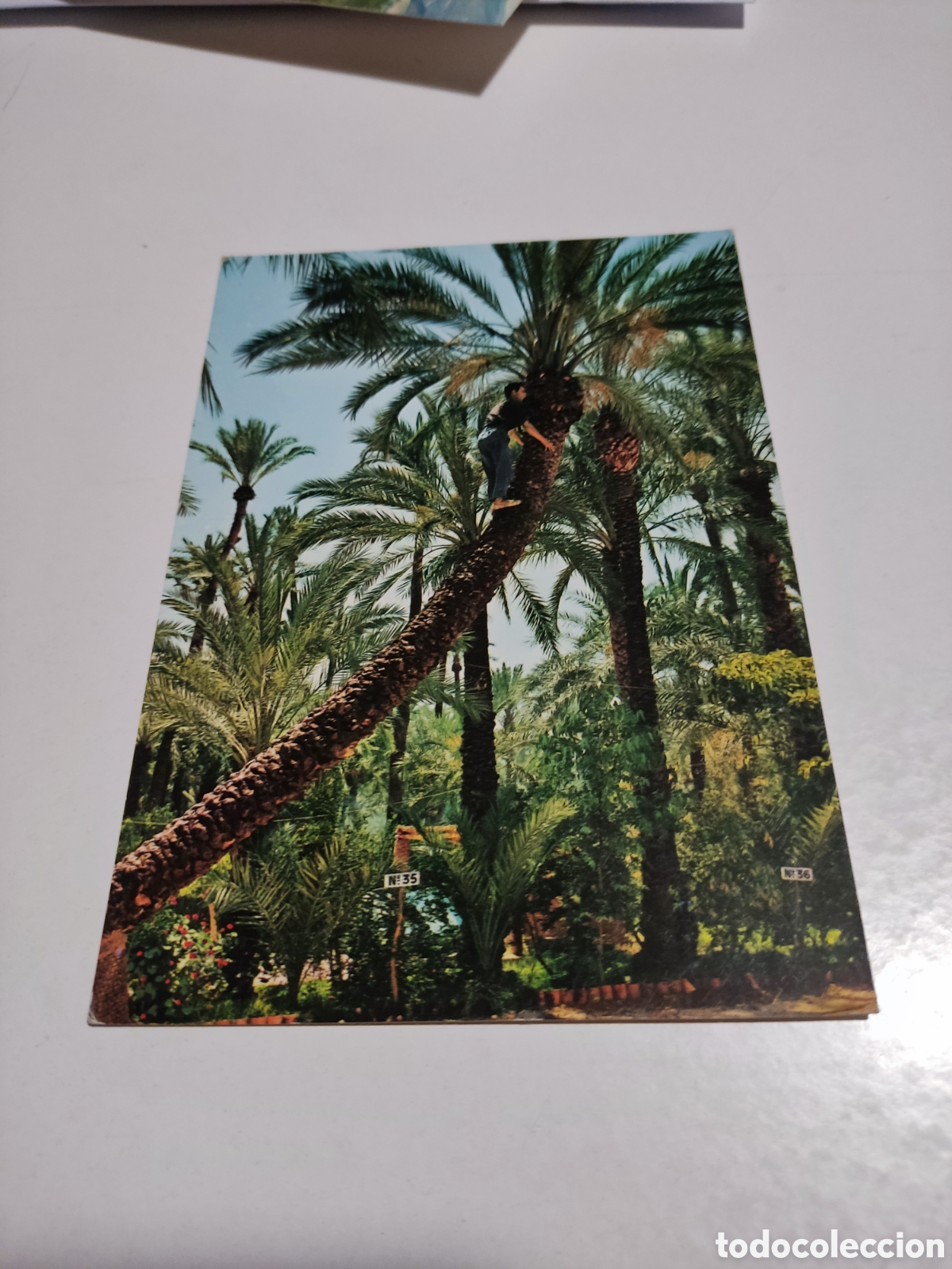 Postales: Postal Elche palmeras....