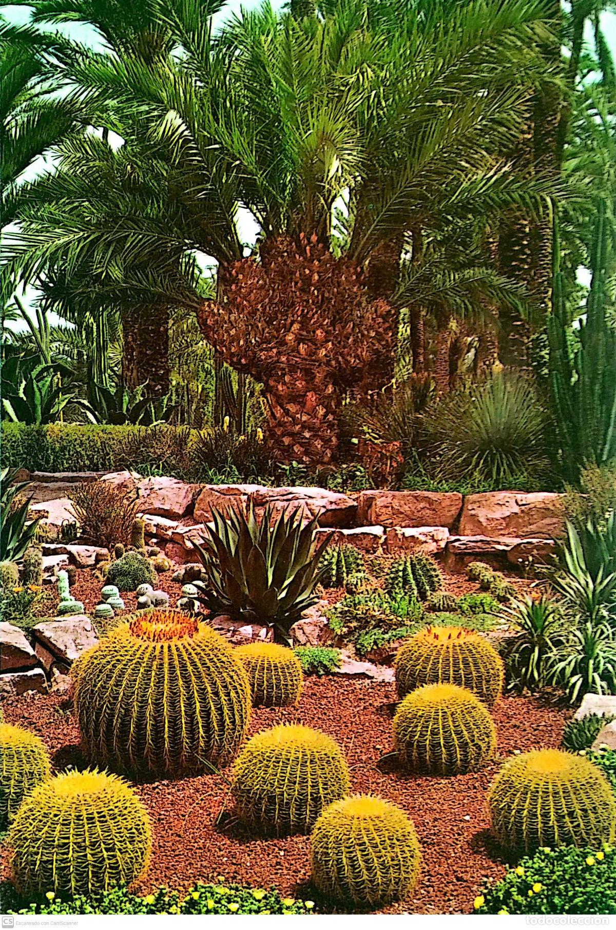 Postcards: Elche. 89 Huerto del Cura. Palmera en forma de abanico. Cobas. Nueva. Color