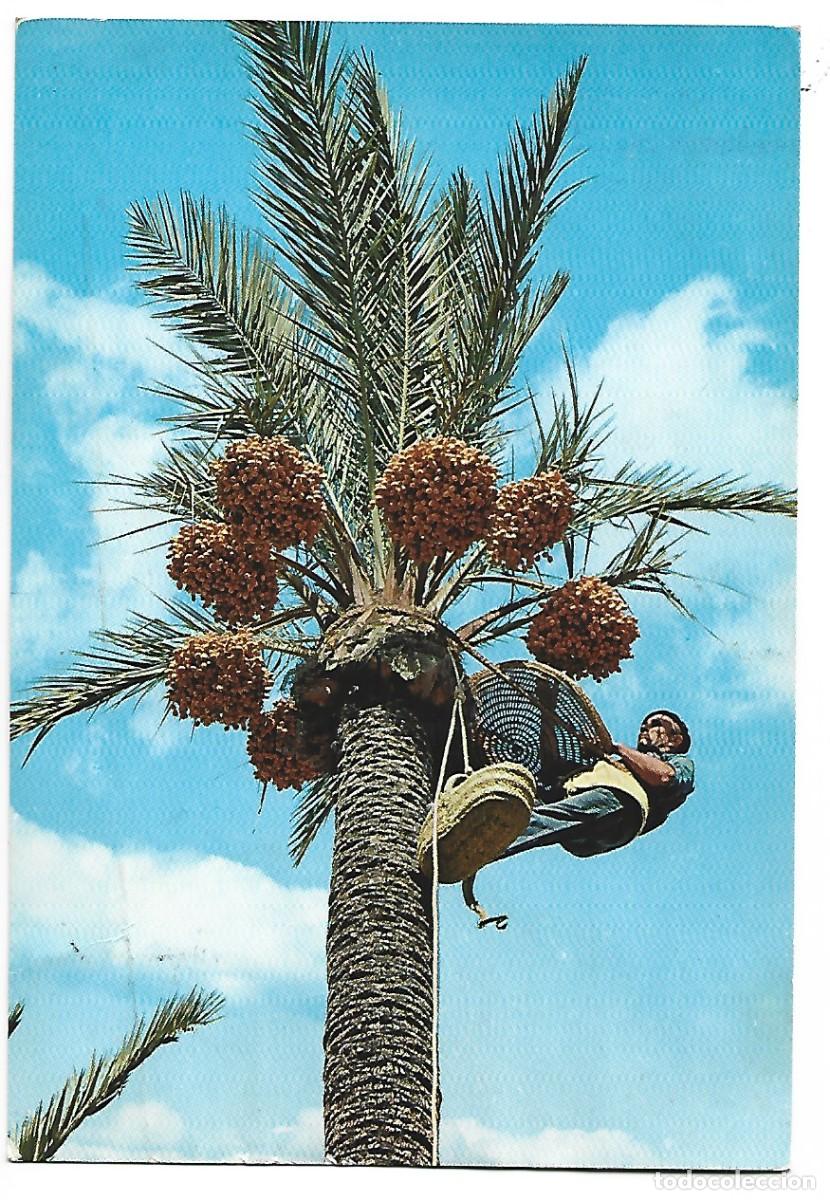Postales: RECOGIDA DEL FRUTO / FRUIT PICKING.- ELCHE - Foto 1