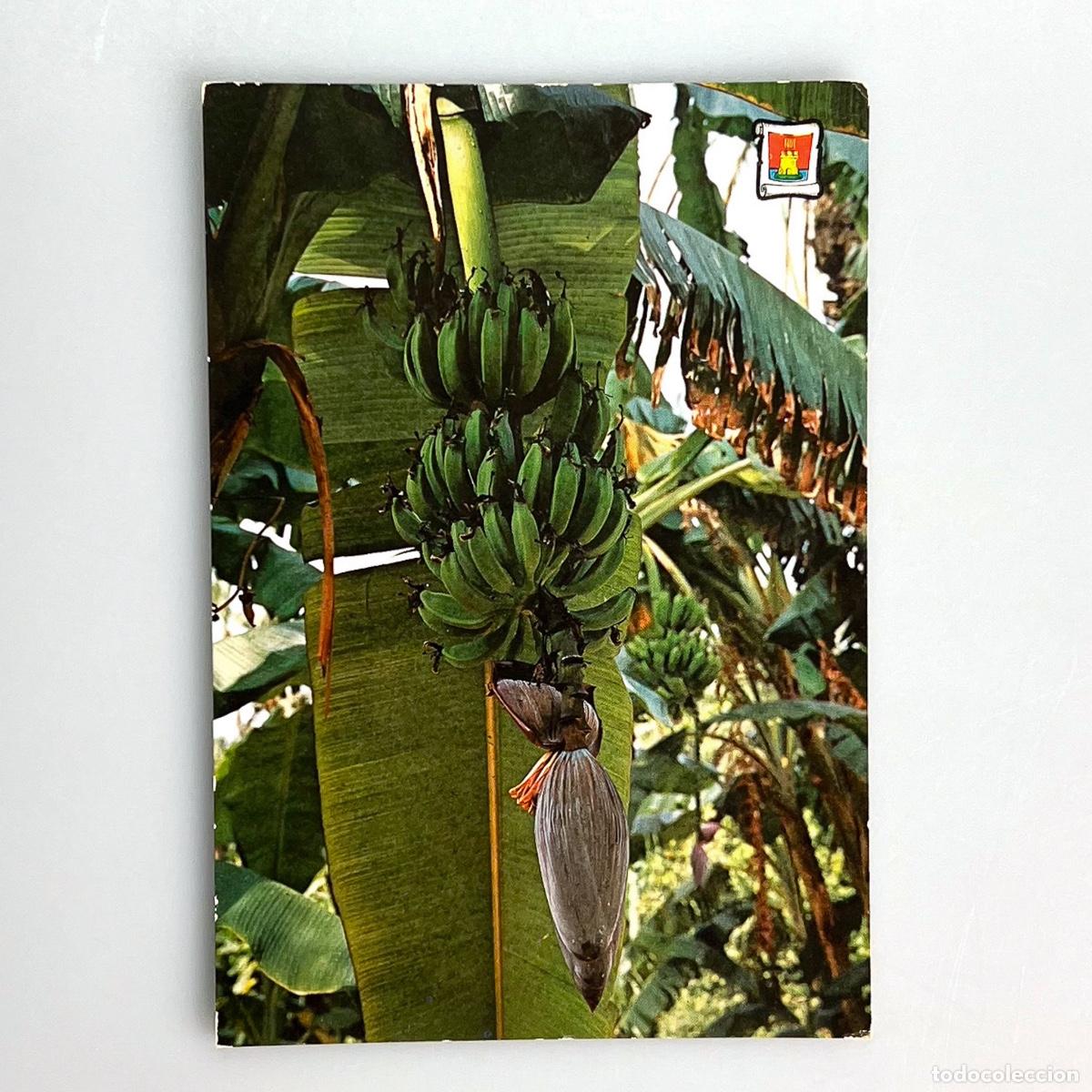Postales: 3491, Elche, Bananas - Foto 1