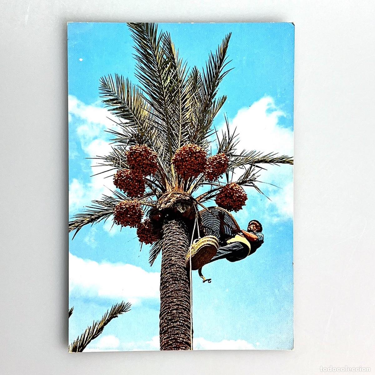 Postales: 41 Elche, Recogida de Fruto - Foto 1