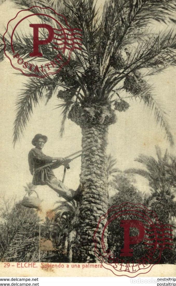 Postcards: ELCHE, ALICANTE, SUBIENDO A UNA PALMERA