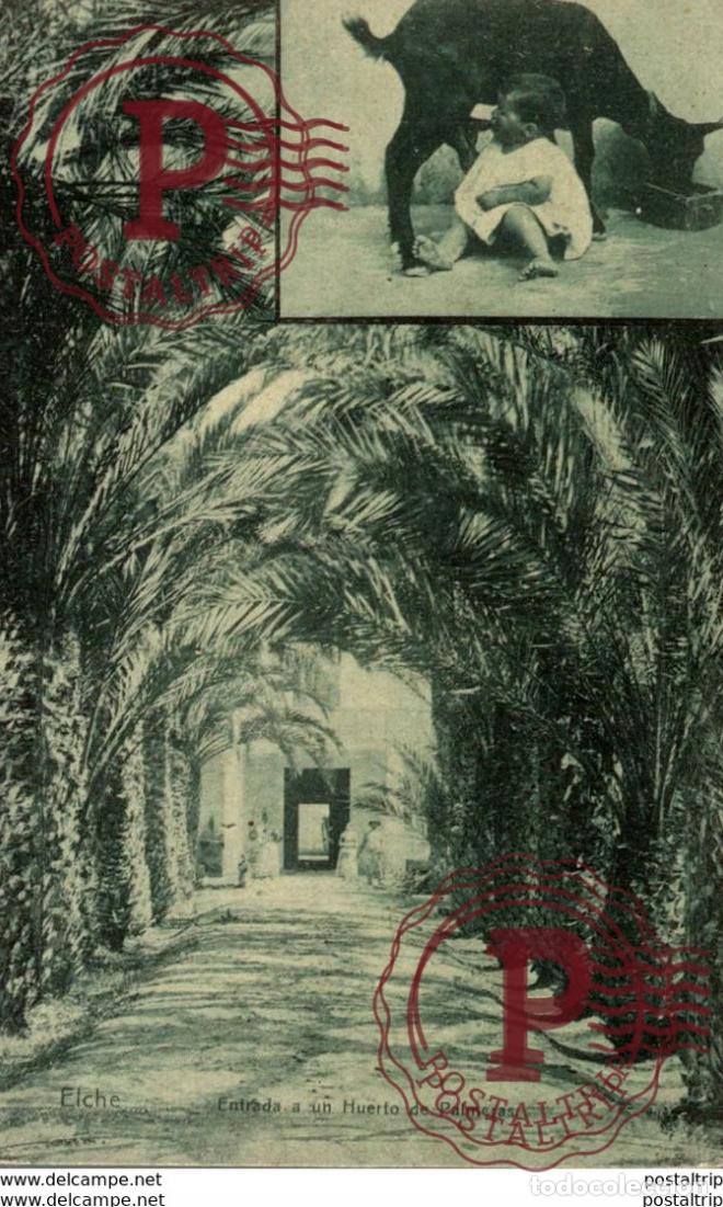 Postkarten: ELCHE- ENTRADA A UN HUERTO DE PALMERAS, LAMPISTERIA DE ANTON ,ELCHE