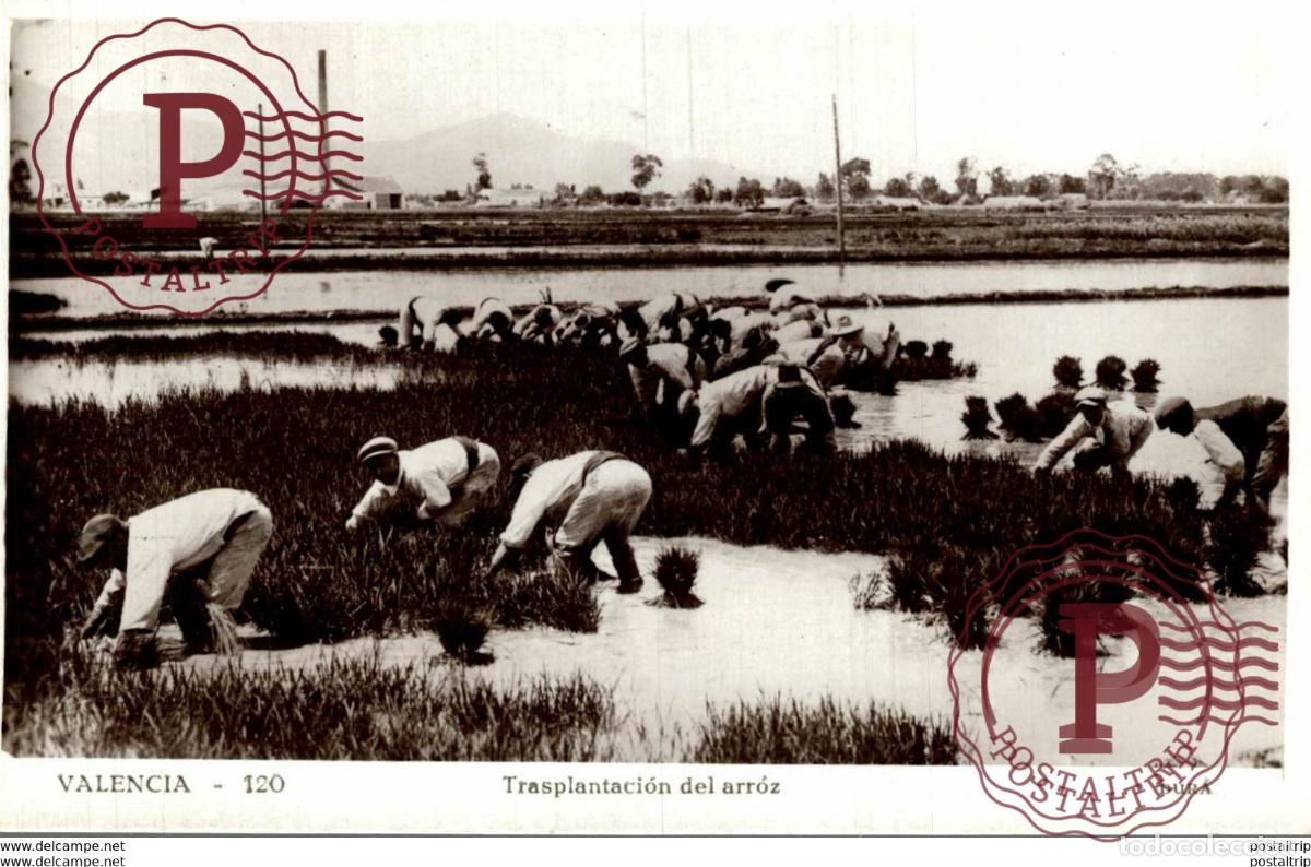 Postkarten: VALENCIA.- TRASPLANTACION DEL ARROZ. - FOTOGRAFICA