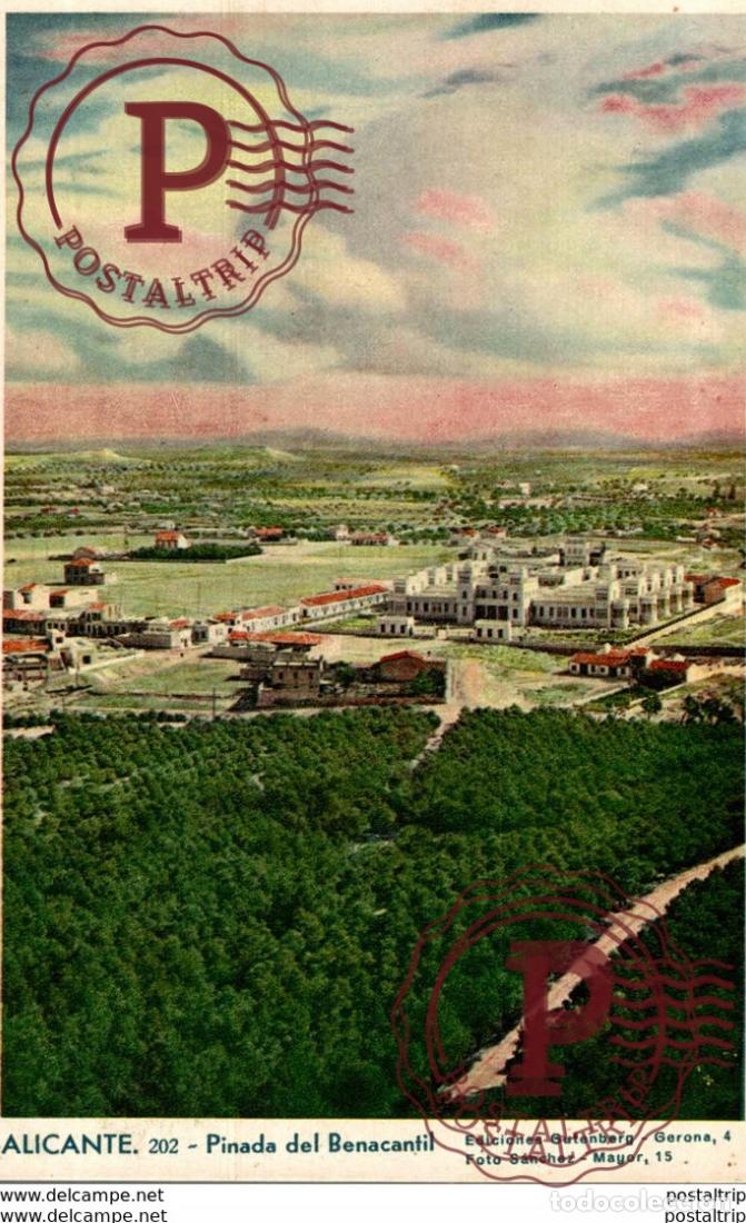 Postais: ALICANTE PINADA DEL BENACANTIL