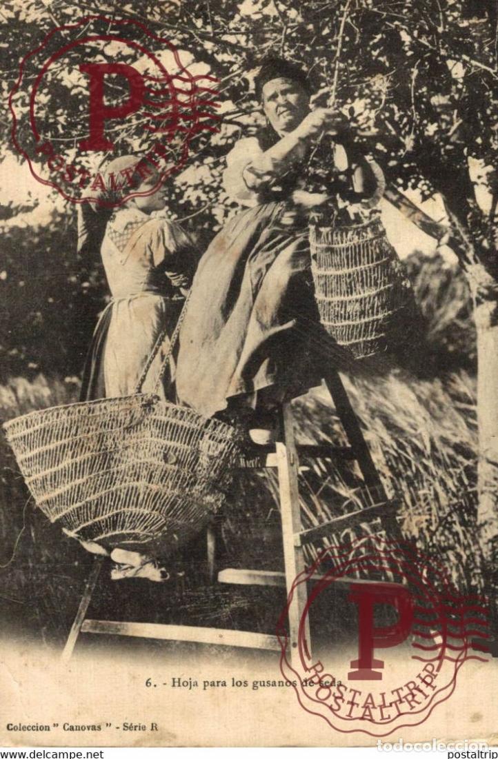 Postais: HOJA PARA LOS GUSANOS DE SEDA.