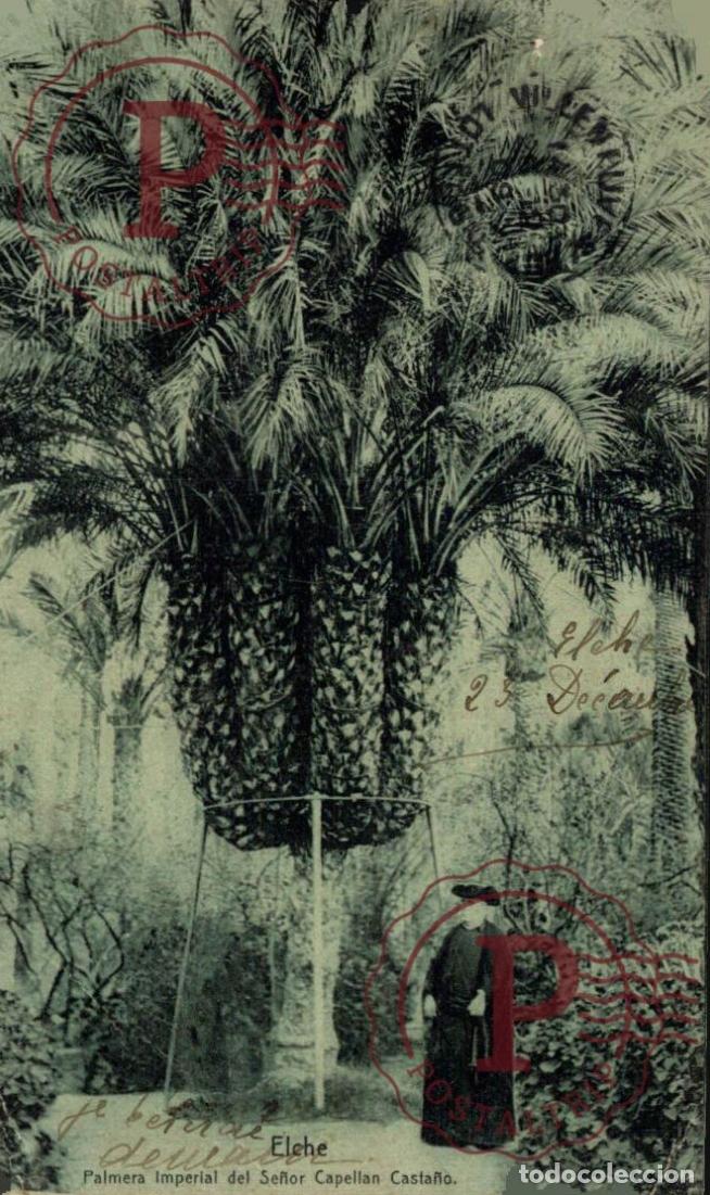 Postales: ALICANTE. ELCHE. PALMERA IMPERIAL DEL CAPELL&Aacute;N CASTA&Ntilde;O